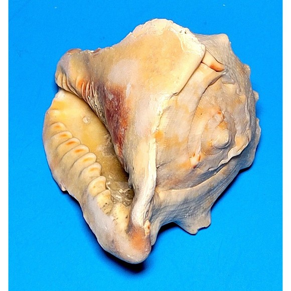 Queen Helmet Seashell Horned Gulf Conch Elaborate Opening 5.6" X 5" VGC! #D - Picture 1 of 13